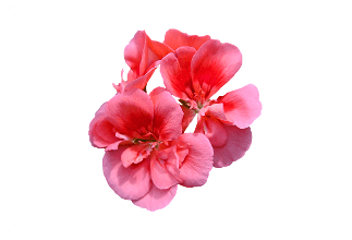 Geranium